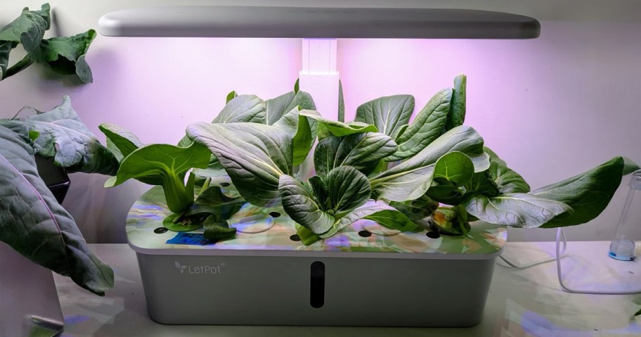 LetPot LPH-Air Hydroponics Growing System with bok choy sitting on a counter
