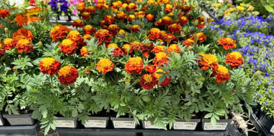 FREE Lowe’s Fall Flower (Last Chance to Reserve Yours!)