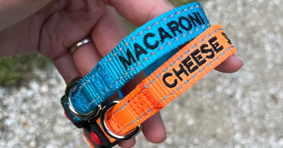 holding blue and orange collars that say macaroni and cheese