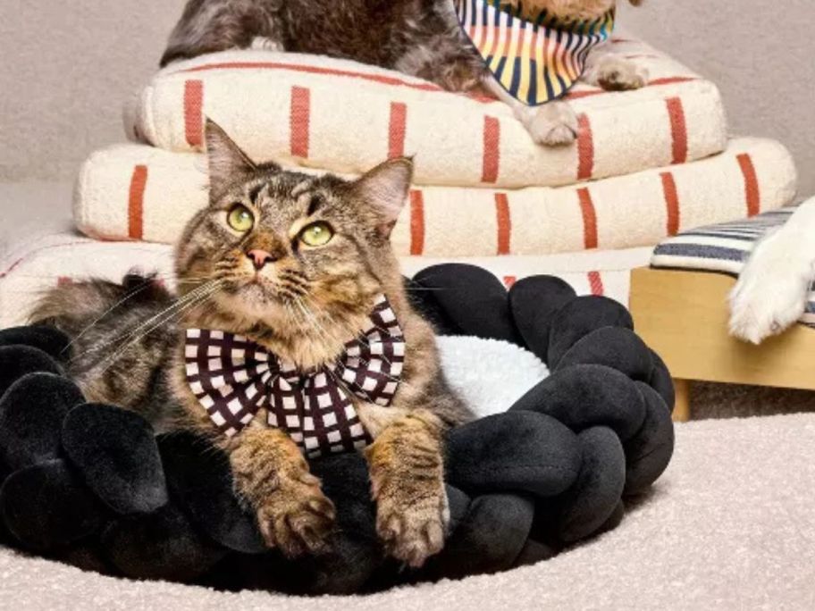 A cat laying in a Cuddle Collab Braided Pet Bed