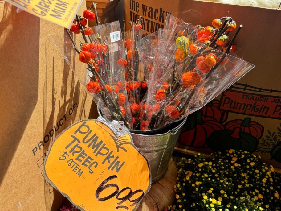 A bucket of Pumpkin Trees at Trader Joe's