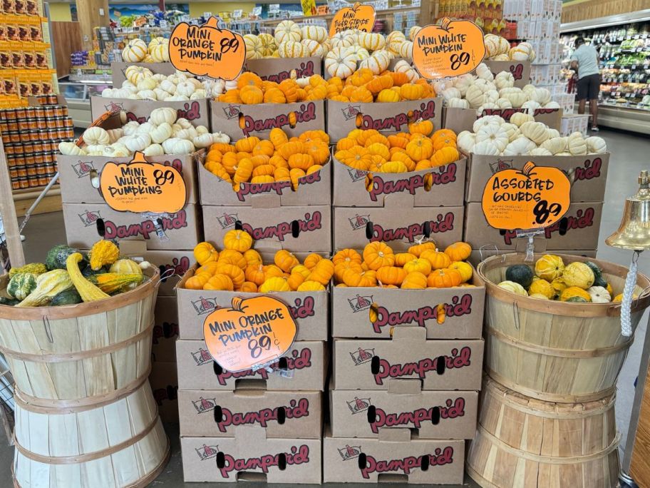 A display of mini pumpkins and gouards at Trader Joe's 