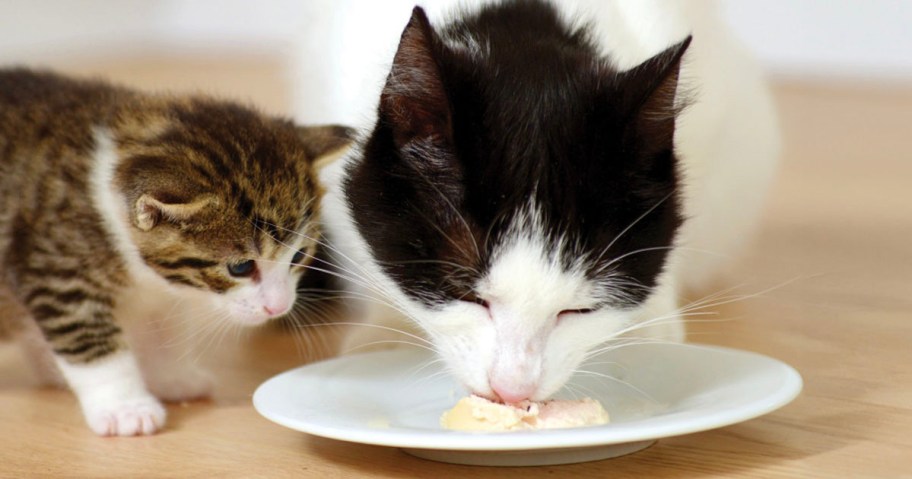 white and black cat and kitten eating catit creamy cup on plate