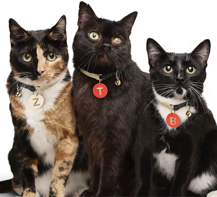 three cats wearing collars with initail charms