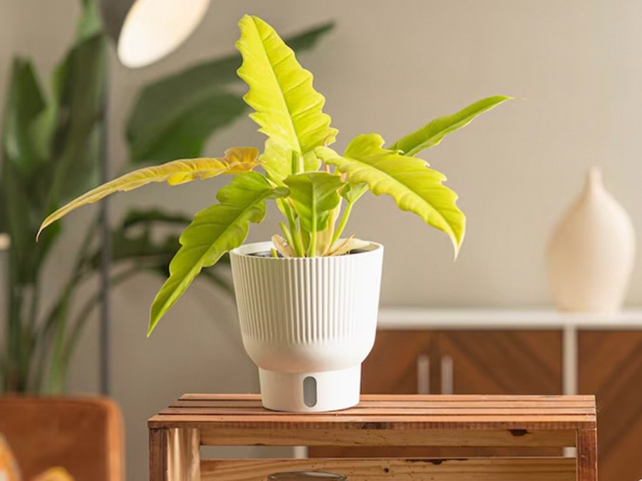 crocodile house plant in white pot on table