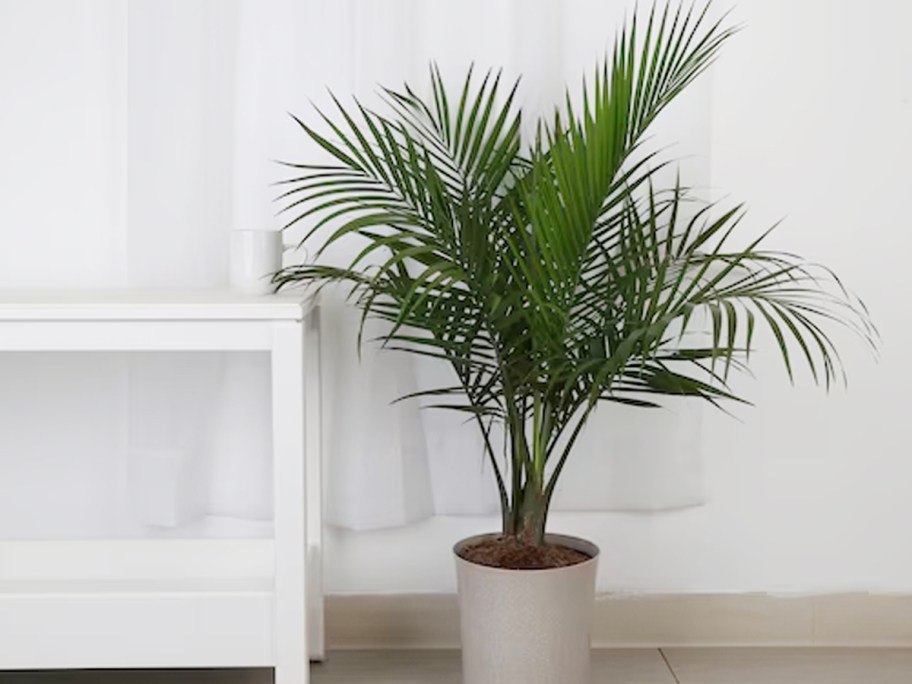 majesty palm in gray pot in room 