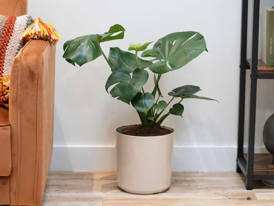 monstera plant in white pot in living room 