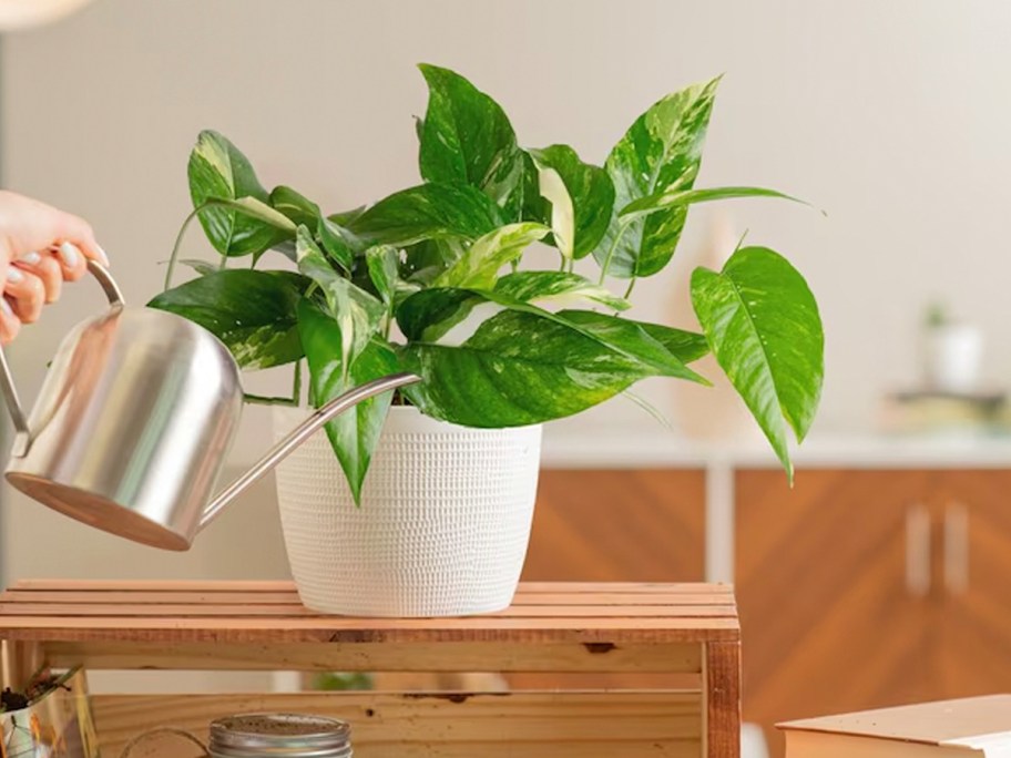 house plant in white pot on table