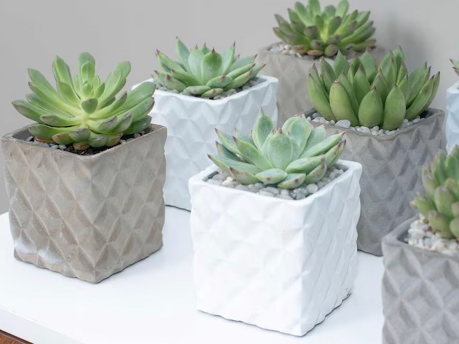 succulents in white and gray pots ont able