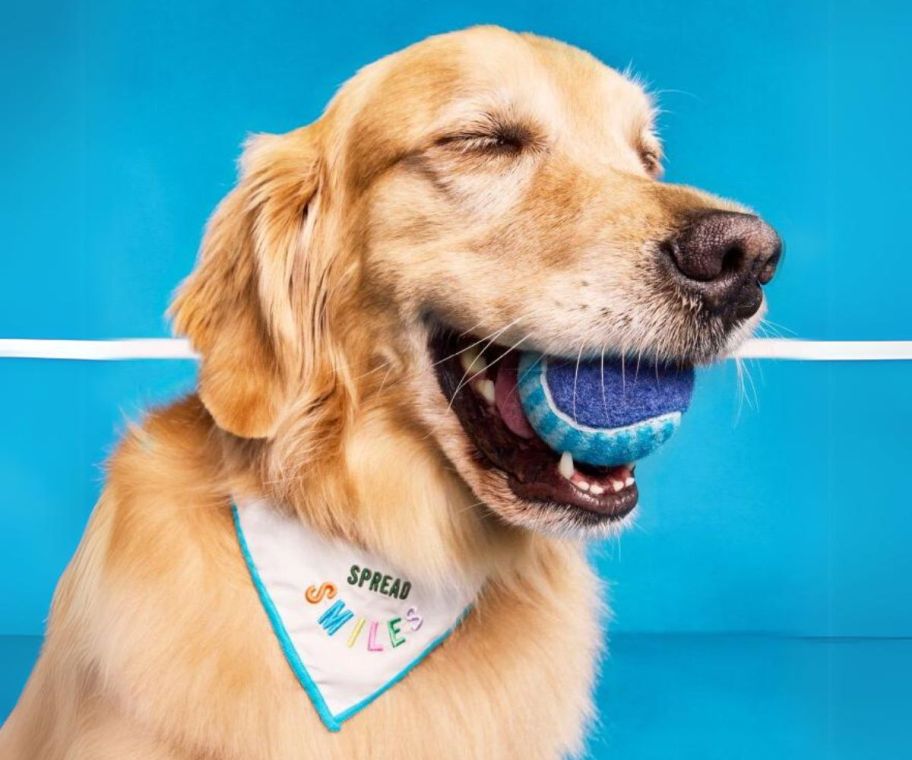 a golden retriever in a neckerchief holding a ball in his mouth