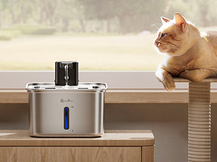 cat sitting near stainless water fountain on table