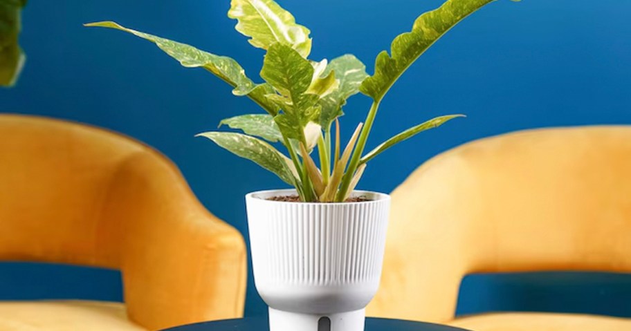 house plant in white pot on table