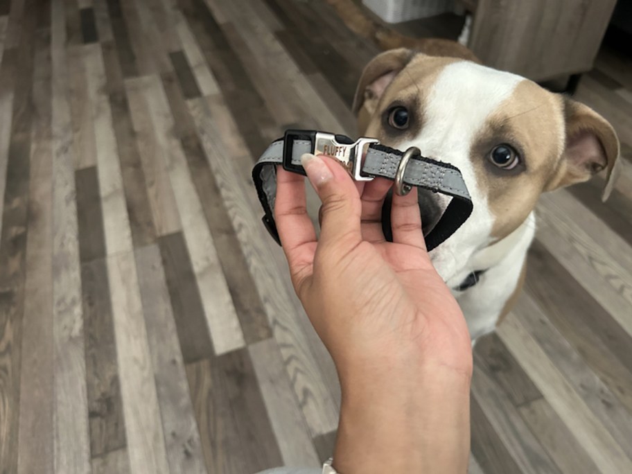 hand holding custom name pet collar with fluffy engraved on it