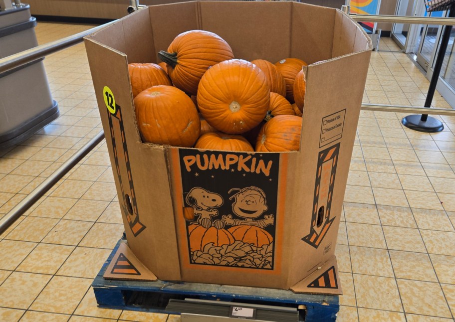 ALDI pumpkins for $4.49