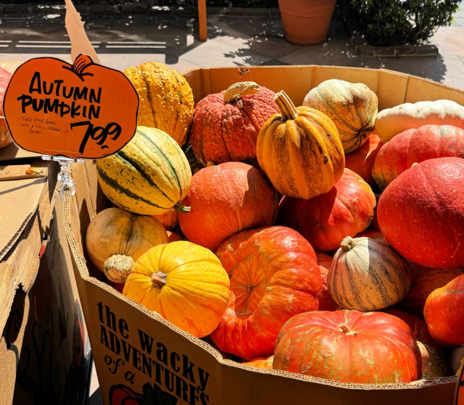 cheap pumpkins at grocery store