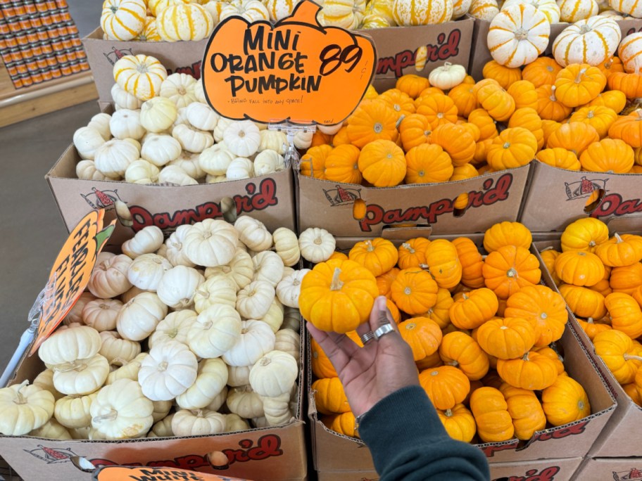 cheap Mini pumpkins on display at Trader Joes grocery store