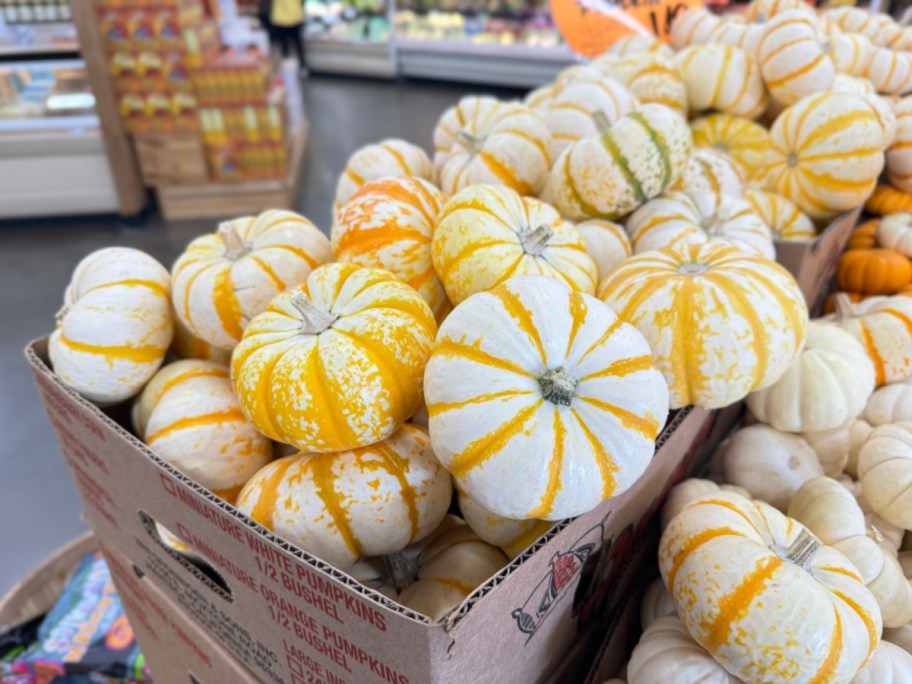 Mini TIger Stripe Pumpkin at Trader Joes