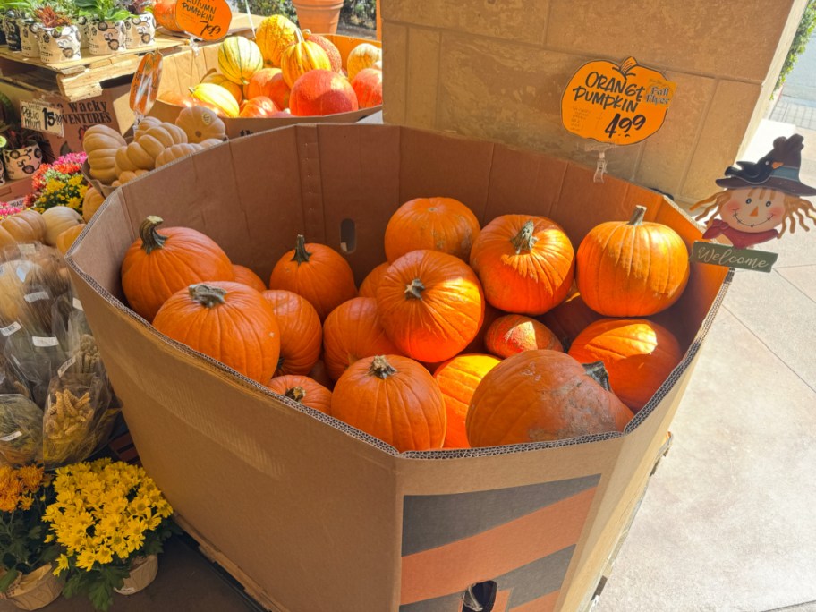 cheap Pumpkins at Trader joes