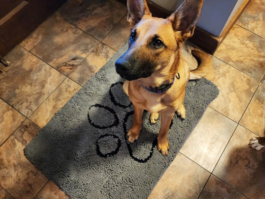dog sitting on a grey doormat with paw print