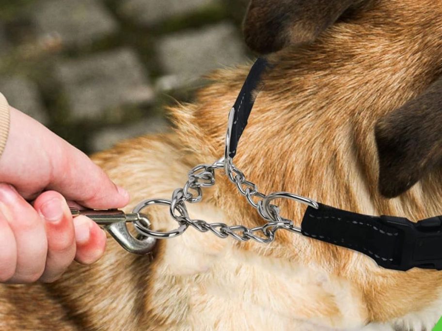 hand holding Suncliff Personalized Embroidered Martingale Collar w/ Chain around dog's neck