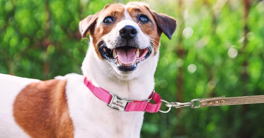 dog wearing Suncliff Personalized Embroidered Martingale Dog Collar