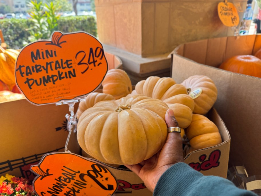 Trader Joes Fairy Tale Pumpkin