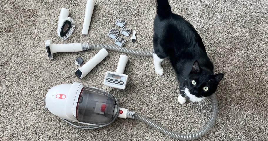 pet grooming kit pieces laying on floor with cat 