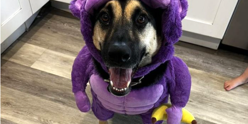 Don’t Miss These NEW Target Pet Costumes – Many on Sale for $10.40!