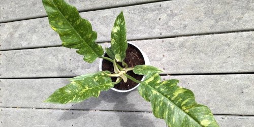 Up to 50% Off Lowe’s Live Plants with Pots | Ring of Fire Philodendron Only $19 (Reg. $40)