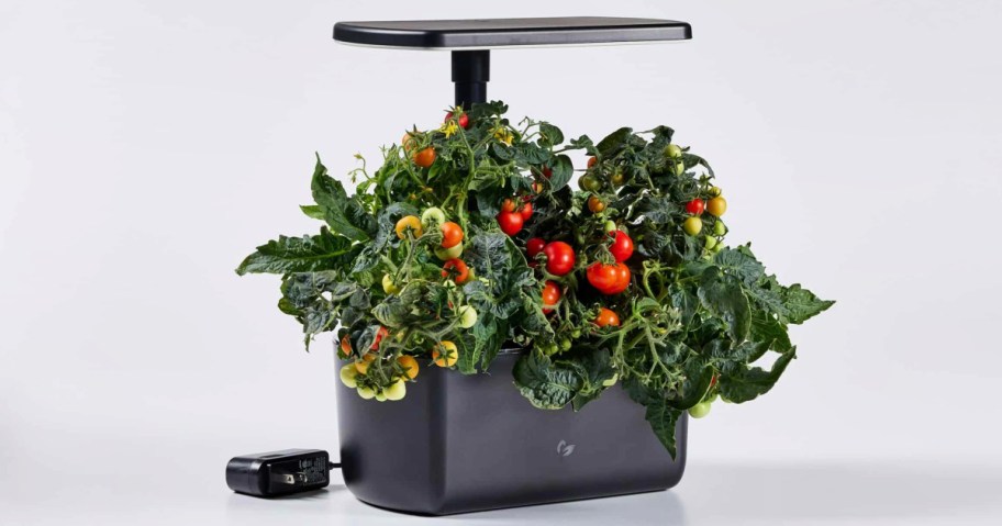 black aerogarden harvest full of tomatoes
