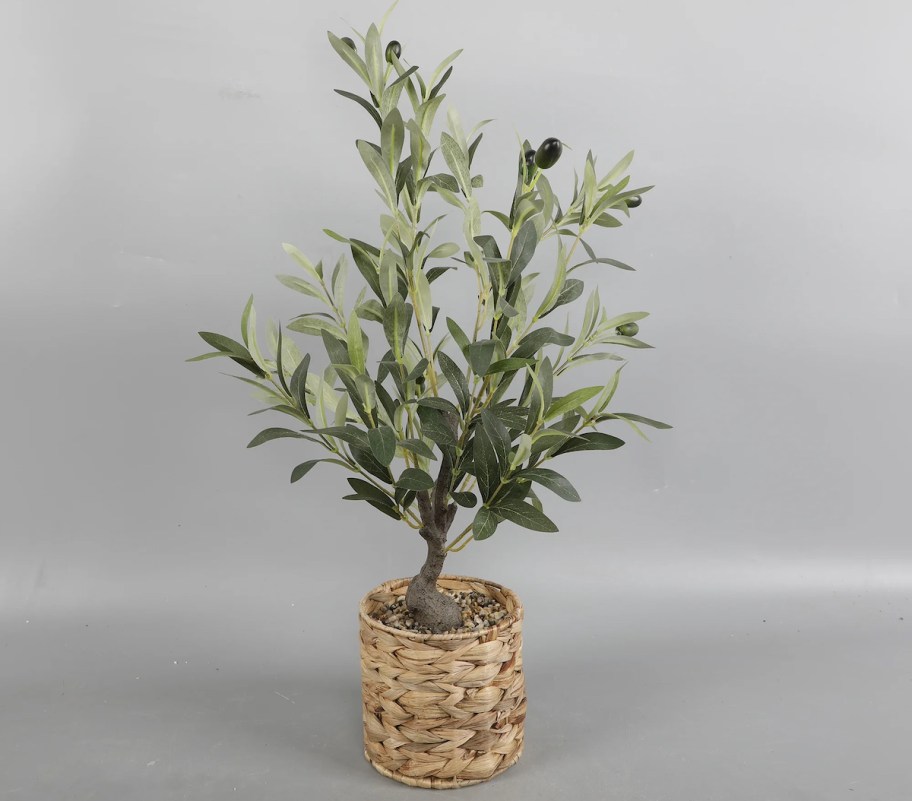 olive tree plant in natural woven planter with gray background