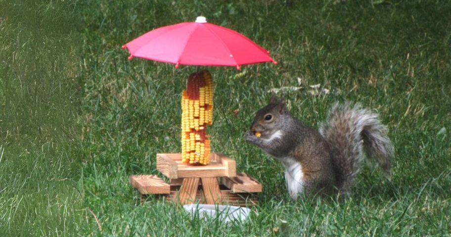 squirrel sitting at picnic table in grass eating corn
