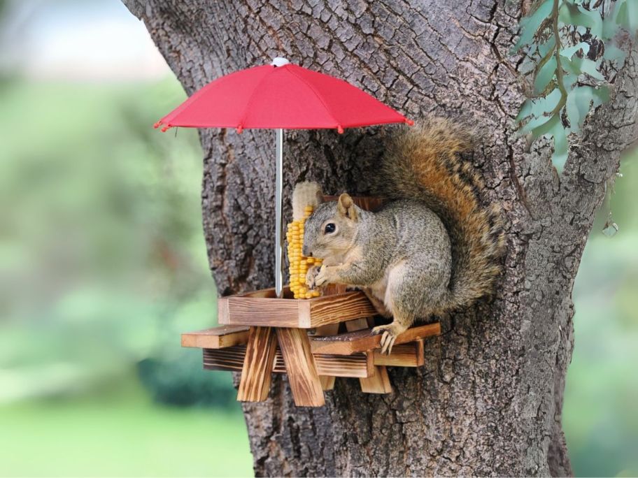 squirrel sitting at picnic table on tree eating corn
