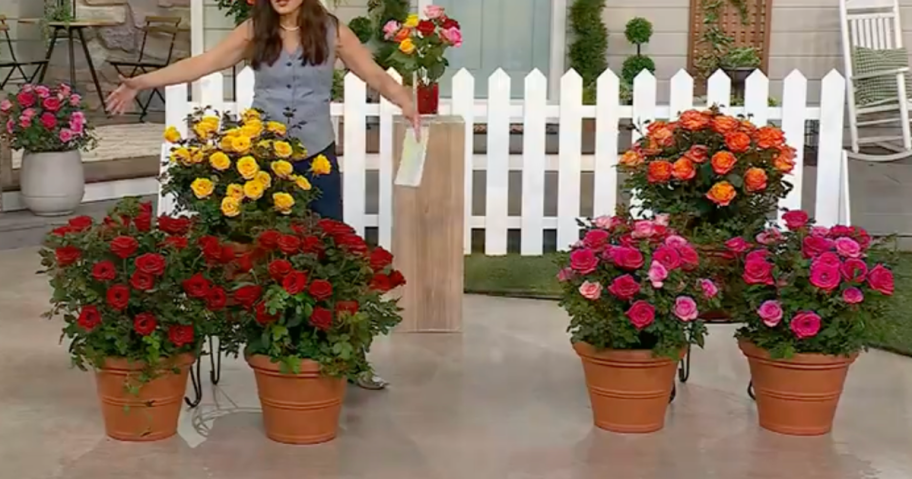 Knock Out Roses 3-Pack Color Options on display at QVC