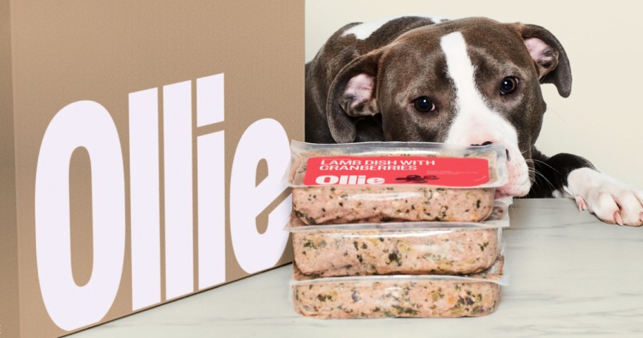 Ollie dog food box next to dog and three bags of fresh food