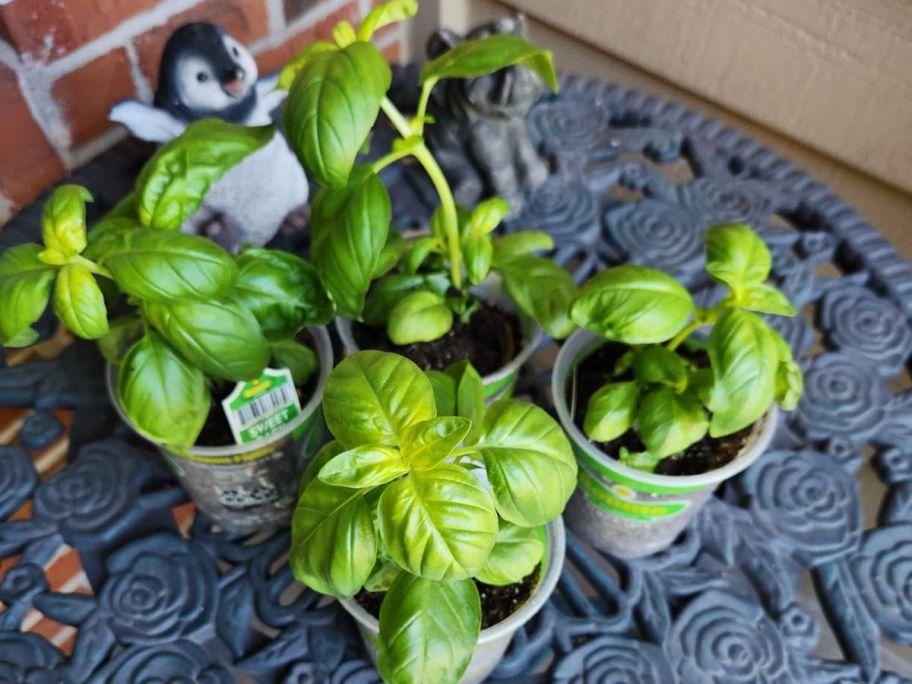 four basil plants on table
