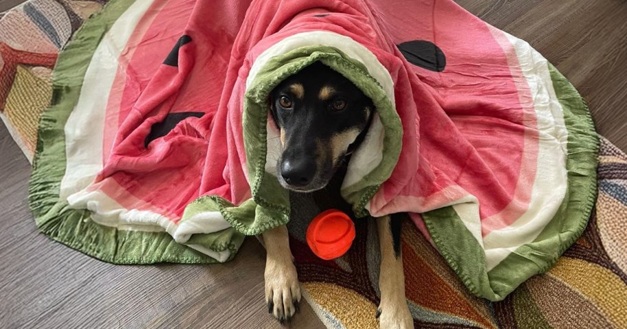 dog under a watermelon fruit calming blanket