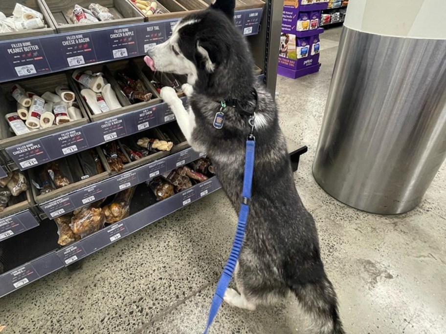 dog on a leash looking at pet store treats