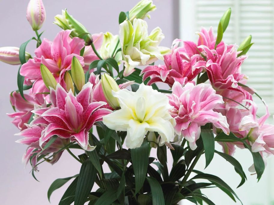 pink and white Roselilies in vase