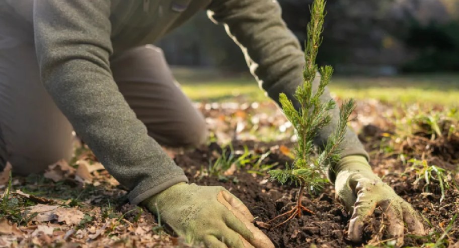 person planting a few tree in their yard