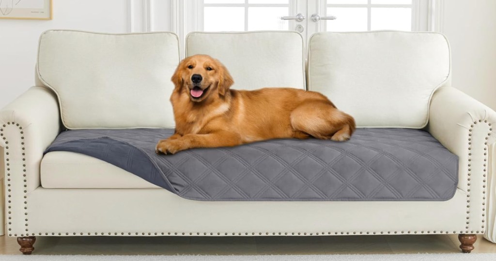Brown dog laying on gray blanket on top of white couch