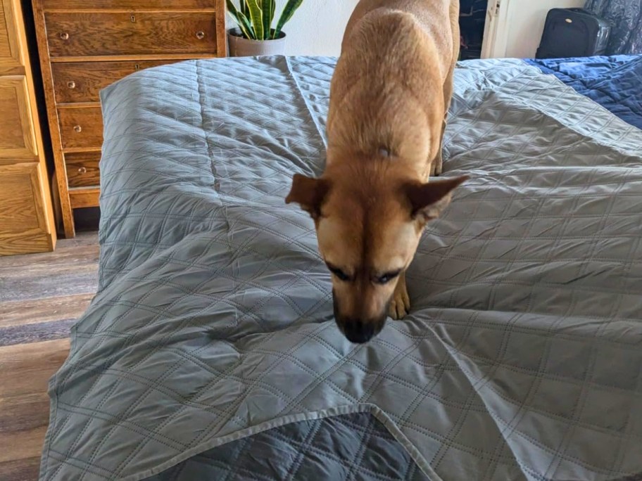 a light brown dog on a grey pet blanket on the foot of a bed