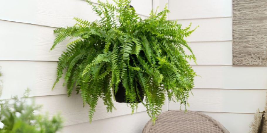 Boston Fern Hanging Basket Just $9.97 on Walmart.com (Reg. $15)
