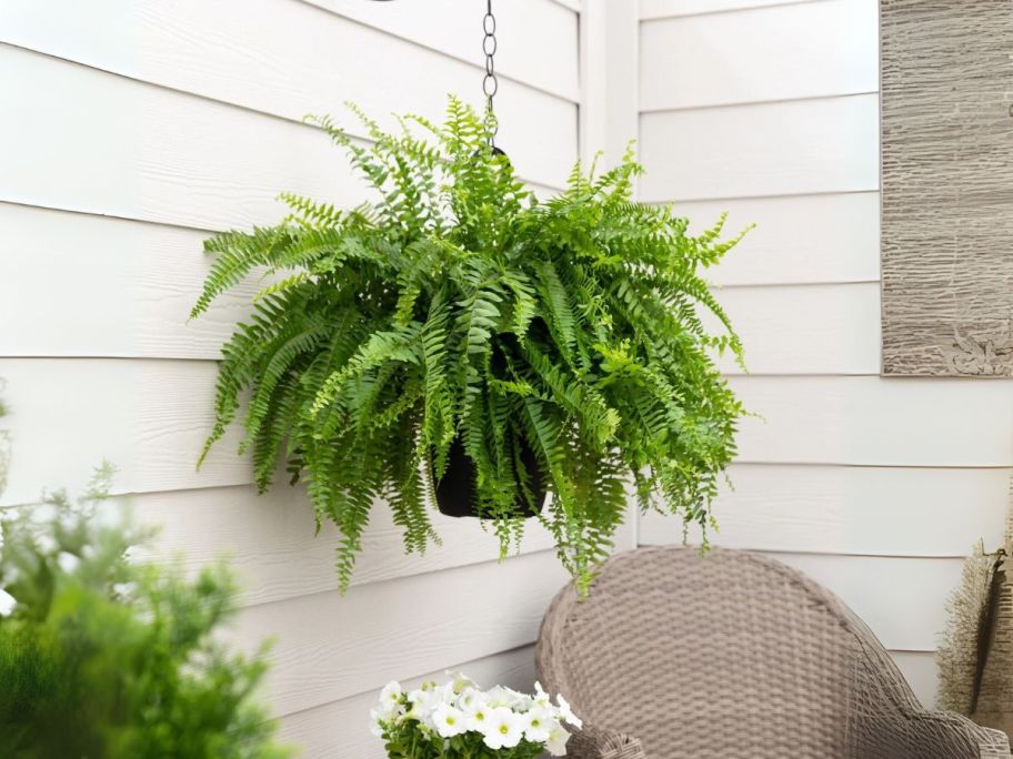 Boston Fern Hanging Basket on patio