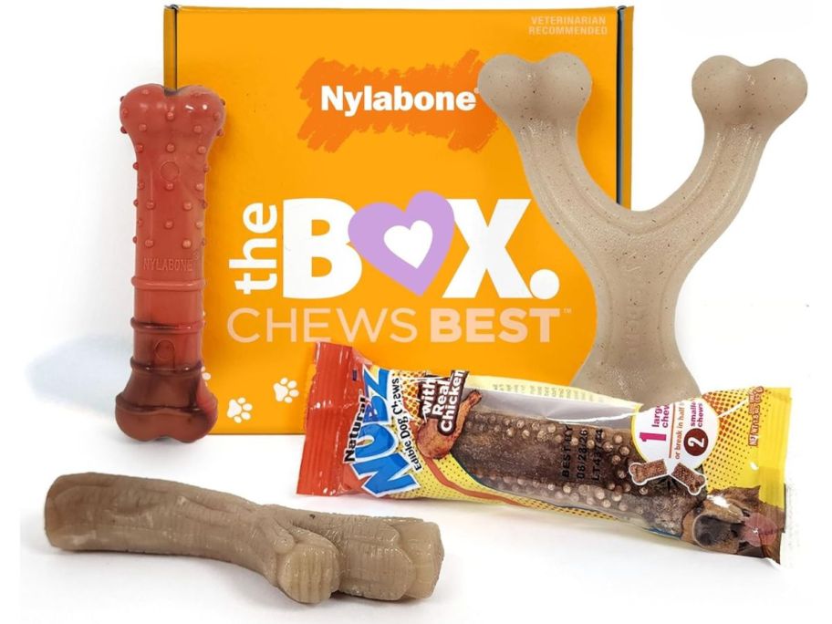 nylabone dog gift box stock image