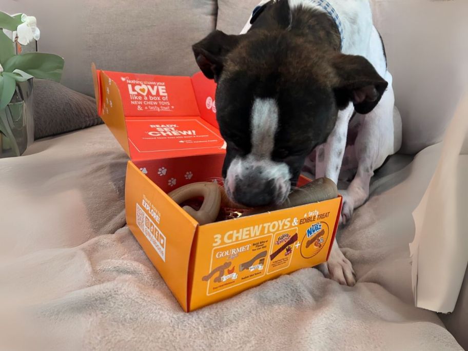 dog sniffing inside a nylabone gift box on the couch