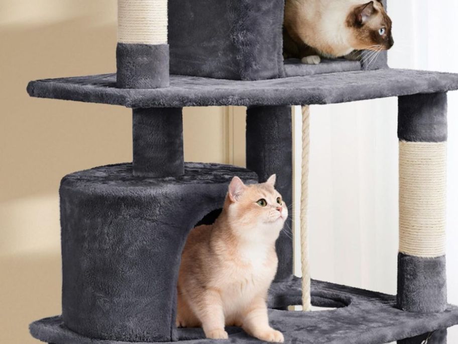 Two Cats on a cat tree