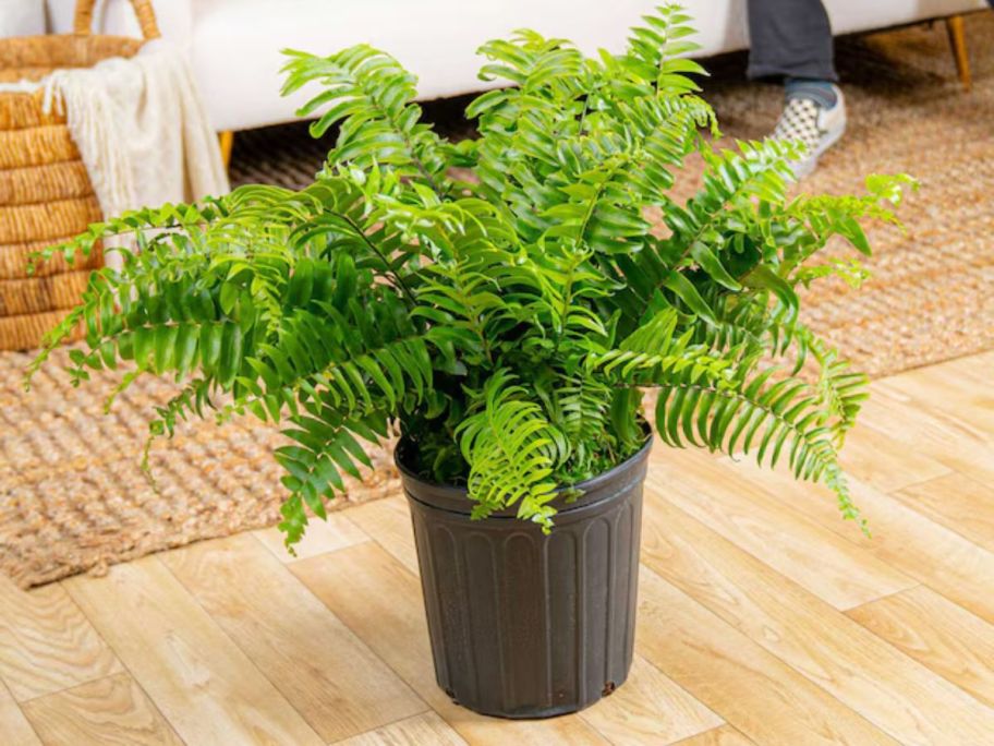 A green, leafy fern on a wooden table