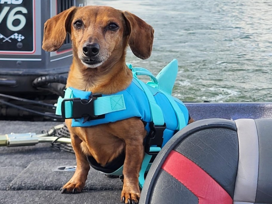 Dog wearing a blue life jacket vest while sitting on a boat