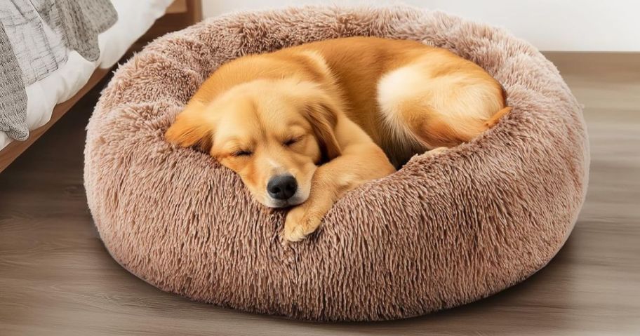 Dog laying in a Dumos Donut Dog Bed
